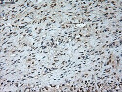 GAD1/GAD67 Antibody (OTI3G9), Novus Biologicals 0.1mL; Unlabeled:Antibodies,