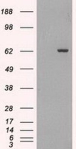 GAD1/GAD67 Antibody (OTI3G9), Novus Biologicals 0.1mL; Unlabeled:Antibodies,