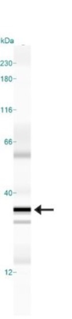 GADD153/CHOP Antibody (9C8), Novus Biologicals 0.1mL; Unlabeled:Antibodies,