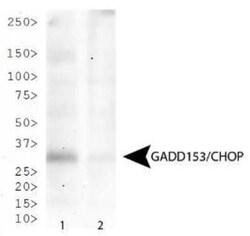 GADD153/CHOP Antibody (9C8), Novus Biologicals 0.1mL; Unlabeled:Antibodies,