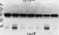 GADD153/CHOP Antibody (9C8), Novus Biologicals 0.1mL; Unlabeled:Antibodies,