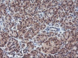 GADD34 Antibody (OTI3D12), Novus Biologicals 0.1mL; Unlabeled:Antibodies,