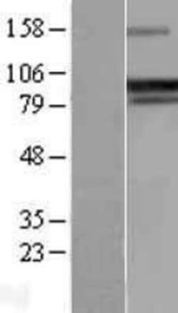 Novus Biologicals&trade;&nbsp;GADD34 Overexpression Lysate