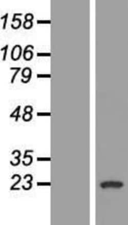 Novus Biologicals&trade;&nbsp;GAGE1 Overexpression Lysate