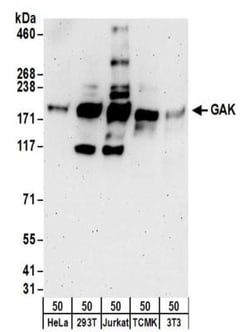 GAK Antibody, Novus Biologicals 0.1mg; Unlabeled:Antibodies, Polyclonal
