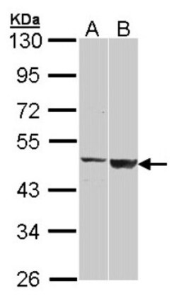 GAL3ST1 Antibody, Novus Biologicals 0.1 mL | Buy Online | Novus Biologicals | Fisher Scientific