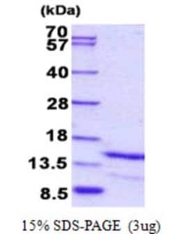 Novus Biologicals&trade;&nbsp;Recombinant Human Galanin His Protein