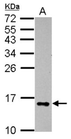 Galectin-2 Antibody, Novus Biologicals 0.1mL; Unlabeled:Antibodies, Polyclonal