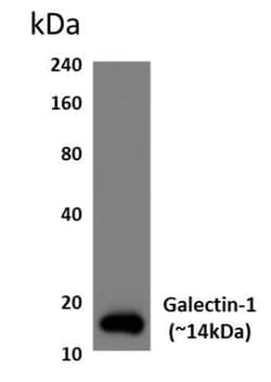 Galectin-1 Antibody (RM0081-9J26) - Azide and BSA Free, Novus Biologicals