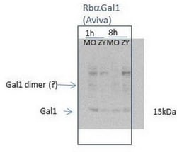 Galectin-1 Antibody, Novus Biologicals 0.05mg; Unlabeled:Antibodies, Polyclonal