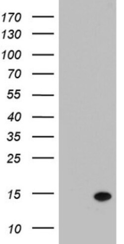 Galectin-2 Antibody (OTI6A8), Novus Biologicals 0.1mL; Unlabeled:Antibodies,