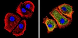 Galectin-3 Antibody (A3A12) - BSA Free, Novus Biologicals 0.1mg; Unlabeled:Antibodies,