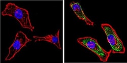 Galectin-3 Antibody (A3A12) - BSA Free, Novus Biologicals 0.1mg; Unlabeled:Antibodies,