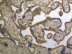 Galectin-4 Antibody (MM0300-1D12) - Azide and BSA Free, Novus Biologicals:Antibodies:Primary