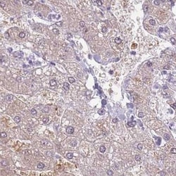 Galectin-9 Antibody, Novus Biologicals 25 &mu;L, Unlabeled:Antibodies,