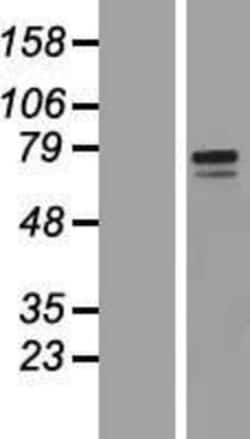 Novus Biologicals&trade;&nbsp;Polypeptide GalNac Transferase 10/GALNT10 Overexpression Lysate