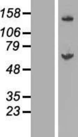 Novus Biologicals&trade;&nbsp;GALNT14 Overexpression Lysate