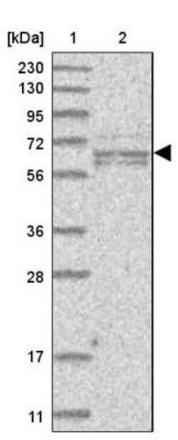 GALNTL6 Antibody, Novus Biologicals:Antibodies:Primary Antibodies