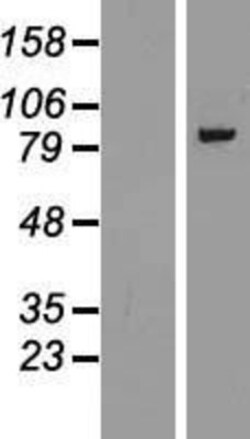 Novus Biologicals™ Gamma Adaptin Overexpression Lysate