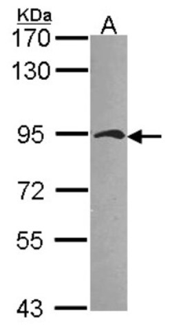 gamma Catenin Antibody, Novus Biologicals 0.1mL; Unlabeled:Antibodies,