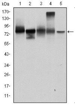 gamma Catenin Antibody (4C12), Novus Biologicals 0.025 mL, Unlabeled:Antibodies,