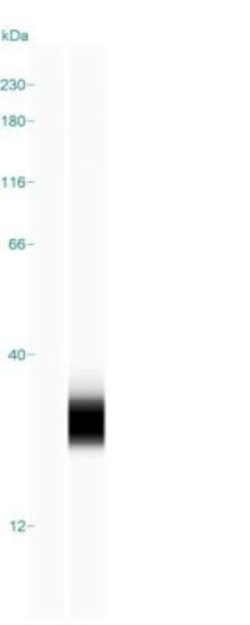 Histone H2AX, p Ser139 Antibody, Novus Biologicals 0.1mL; Unlabeled:Antibodies,