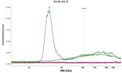 Histone H2AX, p Ser139 Antibody, Novus Biologicals 0.1mL; Unlabeled:Antibodies,