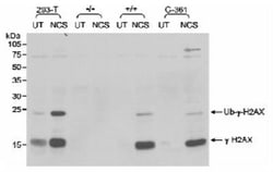 Histone H2AX, p Ser139 Antibody, Novus Biologicals 0.1mL; Unlabeled:Antibodies,