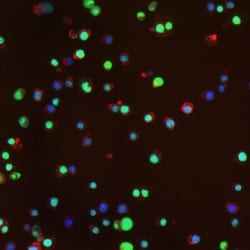 Histone H2AX, p Ser139 Antibody (3F2), Novus Biologicals 0.025 mg, Unconjugated:Antibodies,