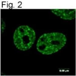 Histone H2AX, p Ser139 Antibody (3F2), Novus Biologicals 0.025 mg, Unconjugated:Antibodies,