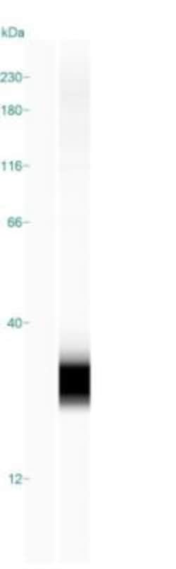 Histone H2AX, p Ser139 Antibody (3F2), Novus Biologicals 0.025 mg, Unconjugated:Antibodies,