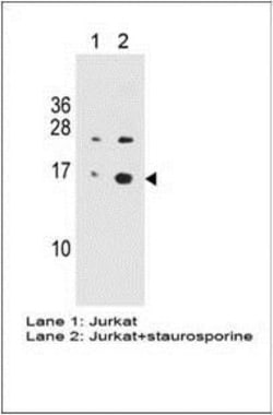Histone H2AX, p Ser139 Antibody (3F2), Novus Biologicals 0.025 mg, Unconjugated:Antibodies,