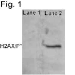 Histone H2AX, p Ser139 Antibody (3F2), Novus Biologicals™