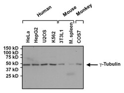 gamma Tubulin Antibody (4D11), Novus Biologicals 0.1mg; Unlabeled:Antibodies,