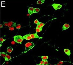 GAP-43 Antibody, Novus Biologicals 0.1mL; Unlabeled:Antibodies, Polyclonal