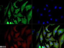 GAPDH Antibody (13H12) - BSA Free, Novus Biologicals 0.1mg; Unlabeled:Antibodies,