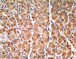 GAPDH Antibody (13H12) - BSA Free, Novus Biologicals 0.1mg; Unlabeled:Antibodies,