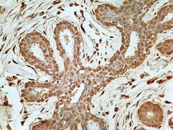 GAPDH Antibody (13H12) - BSA Free, Novus Biologicals 0.1mg; Unlabeled:Antibodies,