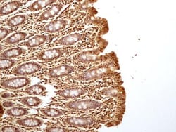 GAPDH Antibody (13H12) - BSA Free, Novus Biologicals 0.1mg; Unlabeled:Antibodies,