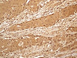 GAPDH Antibody (13H12) - BSA Free, Novus Biologicals 0.1mg; Unlabeled:Antibodies,