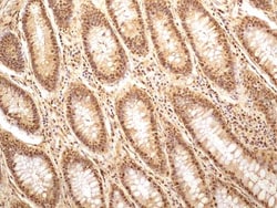 GAPDH Antibody (13H12) - BSA Free, Novus Biologicals 0.1mg; Unlabeled:Antibodies,