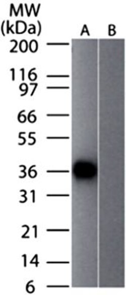 GAPDH Antibody (13H12) - BSA Free, Novus Biologicals 0.1mg; Unlabeled:Antibodies,