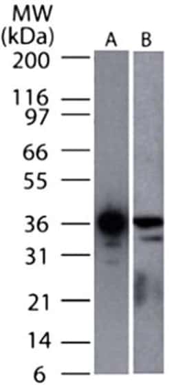GAPDH Antibody (13H12) - BSA Free, Novus Biologicals 0.1mg; Unlabeled:Antibodies,