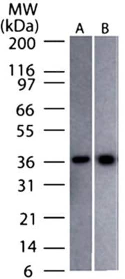 GAPDH Antibody (13H12) - BSA Free, Novus Biologicals 0.1mg; Unlabeled:Antibodies,