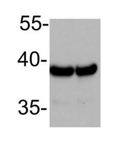 GAPDH Antibody (13H12) - BSA Free, Novus Biologicals 0.1mg; Unlabeled:Antibodies,