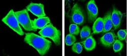 GAPDH Antibody (1A10) - BSA Free, Novus Biologicals:Antibodies:Primary