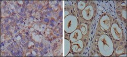 GAPDH Antibody (1A10) - BSA Free, Novus Biologicals:Antibodies:Primary