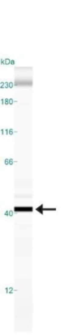 GAPDH Antibody (1A10) - BSA Free, Novus Biologicals:Antibodies:Primary