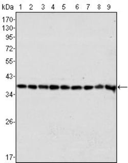 GAPDH Antibody (1A10) - BSA Free, Novus Biologicals:Antibodies:Primary