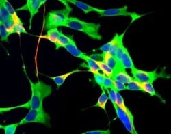 GAPDH Antibody (1D4), Novus Biologicals 1mL; Unlabeled:Antibodies, Monoclonal